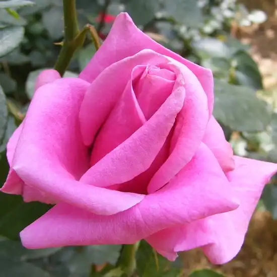 Rosa Eminence - violet - trandafir teahibrid